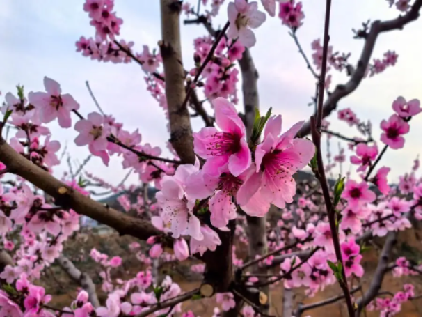 温馨提示!刘台桃花源景区免费公交末班车时间调整至…!贴心!
