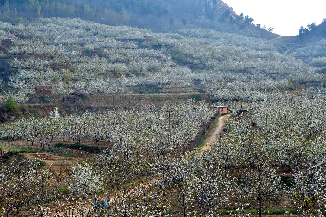 赏花海免门票!肥城桃花盛开季将于3月28日—4月20日举办