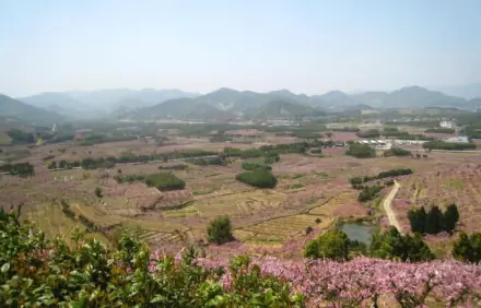 2025肥城桃花赏花地点推荐