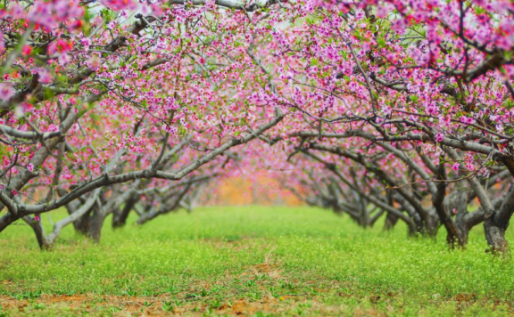 2025肥城桃花盛开季将于3月28日—4月20日举办!
