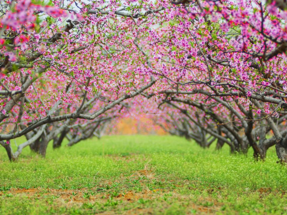 赏花海免门票！肥城桃花盛开季将于3月28日—4月20日举办