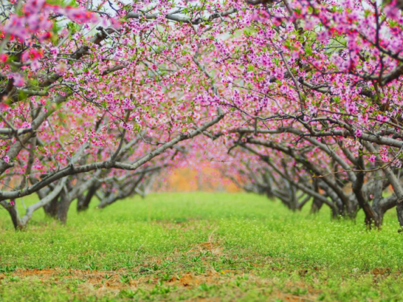 2025肥城桃花盛开季将于3月28日—4月20日举办！