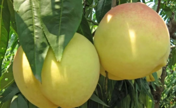 收藏！国家地理标志产品：正宗肥城桃选购手册